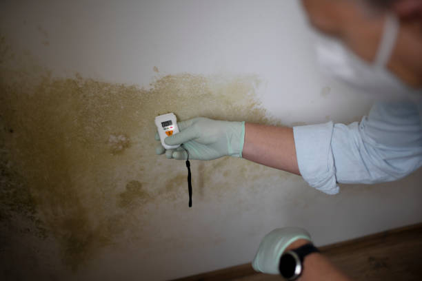 Best Professional Mold Removal  in Jennings, LA