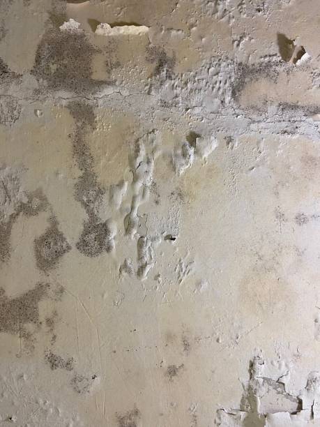 Best Residential Mold Removal  in Jennings, LA