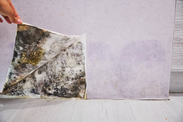Mold Testing and Removal in Jennings, LA
